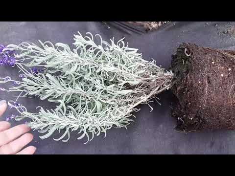 Видео: Лаванда сорт Хидкот (Hidcote), покупка, посадка.