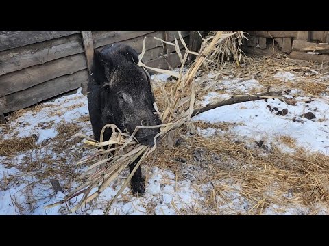 Видео: Дикий кабан-самый умный зверь