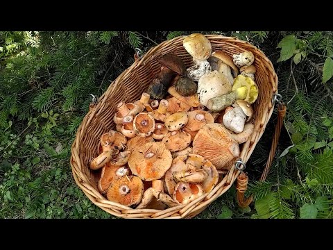 Видео: СЧАСТЬЕ ГРИБНИКА!!! 5 и 6 августа 2021 года.