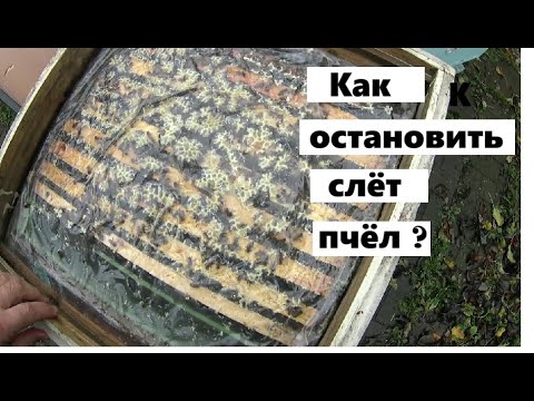Видео: Как остановить коллапс пчелиных семей ?