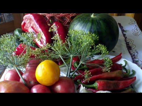 Видео: СУПЕР УРОЖАЙ СОБРАЛИ, ОГОРОД ВСПАХАЛИ. ОСЕНЬ В ДЕРЕВНЕ.