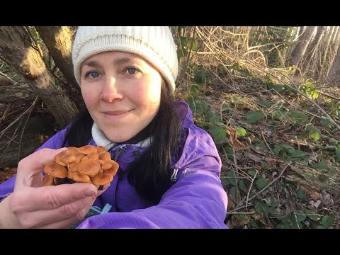 Видео: Готую у лісі (серія 6). Збираю зимові гриби напередодні Нового року. FLAMMULINA VELUTIPES/ ASMR