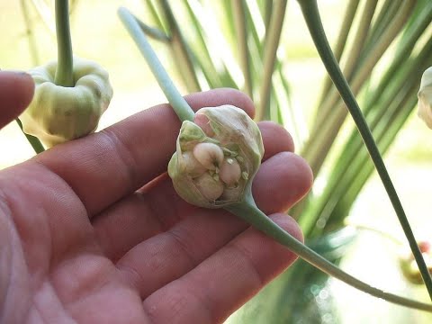 Видео: Высадка деток чеснока.