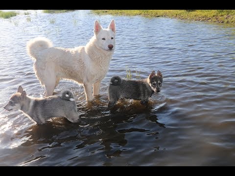 Видео: Первый заплыв щенков на реке.