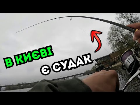 Видео: Скільки СУДАКІВ Можна СПІЙМАТИ за 2 ДНІ в Києві? Весняний Судак 2025