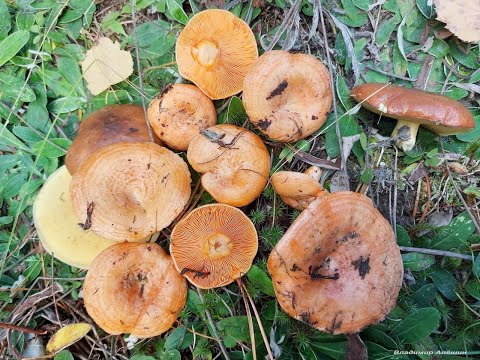 Видео: За рыжиками в лес! Отличные грибы!