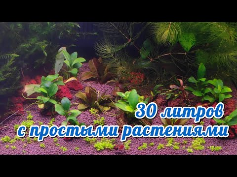 Видео: Аквариум 30 литров с простыми растениями.
