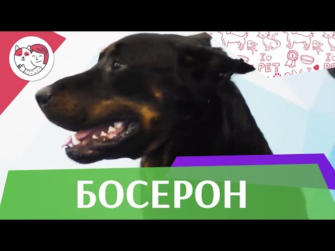 Видео: Босерон на ilikepet. Особенности породы, уход