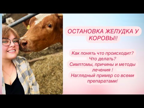 Видео: 🐄ОСТАНОВКА ЖЕЛУДКА У КОРОВЫ🐄 /Что делать если у коровы остановился желудок?/