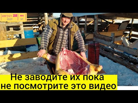 Видео: Вьетнамские поросята. Главный минус, что мы поняли за 5 лет их содержания. Трудовые будни в деревне.