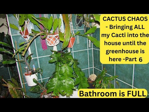 Видео: КАКТУСНЫЙ ХАОС — Заношу ВСЕ кактусы в дом, пока не будет теплица — Часть 6 #кактус