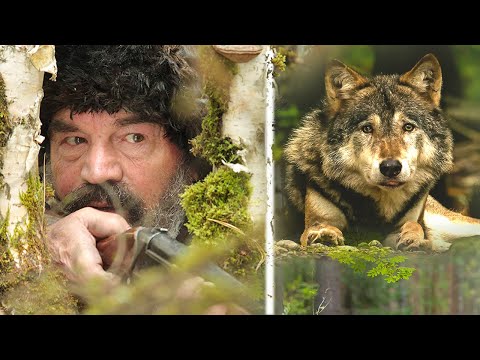 Видео: /Таежная повесть /Закон тайги хоть суров, но справедлив/ Карма обязательно настигнет/