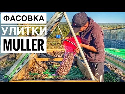 Видео: Фасовка улитки и первые заморозки на улиточной ферме🐌