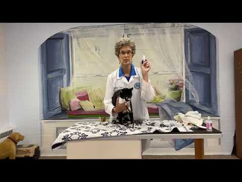 Видео: перестаньте тянуть кошку за загривок, чтобы удержать ее!