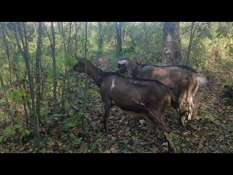 Видео: Козы в осеннем лесу