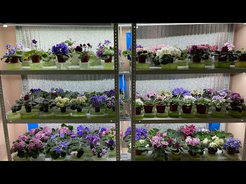 Видео: Мои ФИАЛКИ. Наконец-то, зацвели мои стартеры и могу вам показать новые сорта!