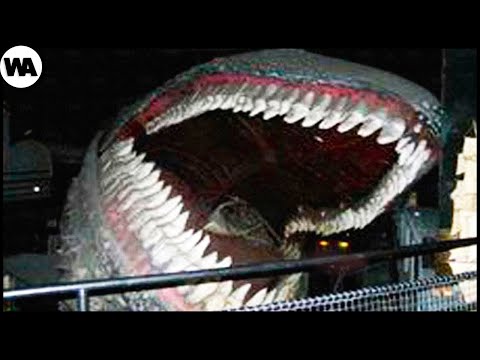 Видео: Эта Акула Опаснее Других И Вот Почему