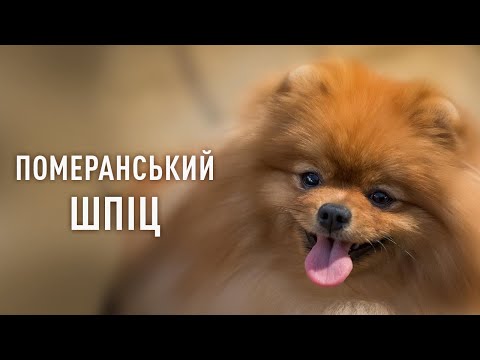 Видео: Померанський шпіц. Все про породу: характер, поведінка, особливості догляду та харчування
