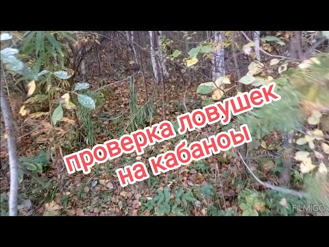 Видео: Проверили ловушки на кабанов.  Сработала фотоловушка.