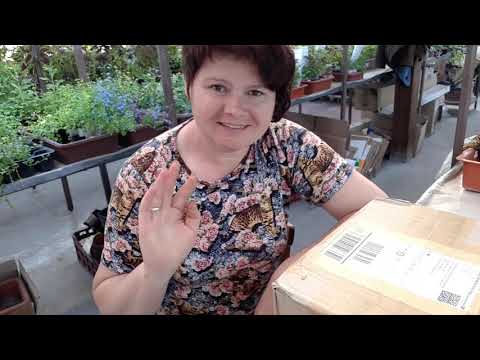 Видео: У меня новые луковки!!! Обзор предыдущих новичков: радости и горести...🌺