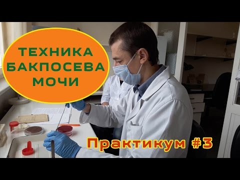 Видео: Техника бакпосева мочи. Практикум #3