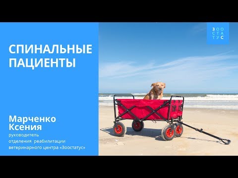 Видео: Отказывают лапы - что делать? (животные - спинальники)