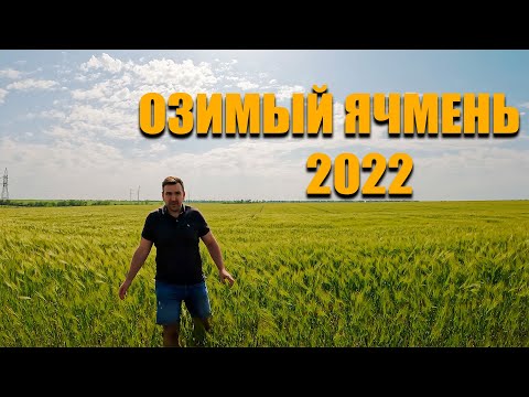 Видео: Озимый ячмень. Эксперименты 2022, нормы высева, азотное питание, сорняки, болезни, уборка, обработка