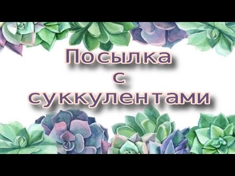 Видео: Распаковка посылки с суккулентами.