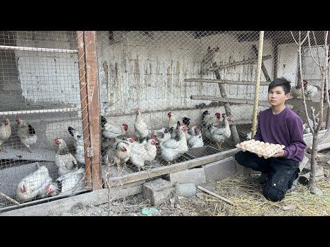 Видео: Линиясы таза Адлер тооктору ~~ жөжө менен жумуртканы ушул жерден алгыла.