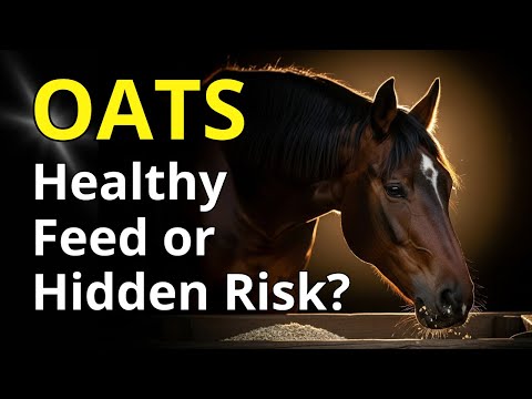 Видео: Действительно ли овёс полезен для лошадей? Наука, мифы и правда