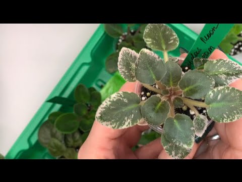 Видео: Фиалки. Огромный заказ новинок. 🤭💚🌸