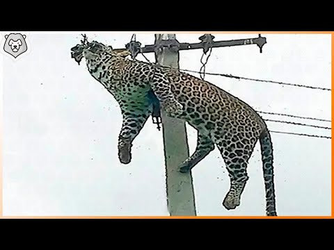 Видео: Животные, Которых Не Пощадило Электричество