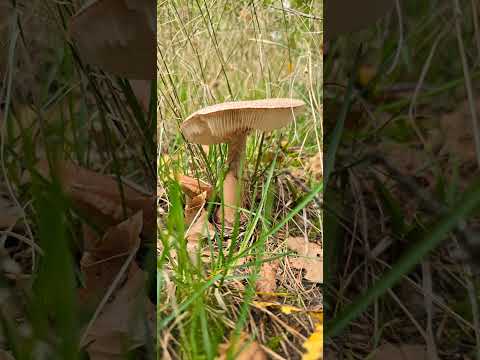 Видео: Поход на Himmelsleiter, Himmelfahrt 