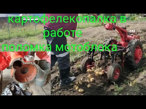 Видео: Копаем картофель, первая поломка мотоблока.