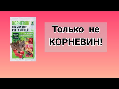 Видео: Не делайте этого никогда при закладке корня ежевики!