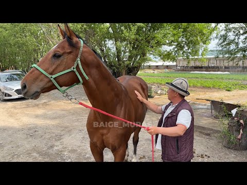 Видео: "Айгырлар" беру́усу.16-чыгарылыш. Дунган достун дулдулу