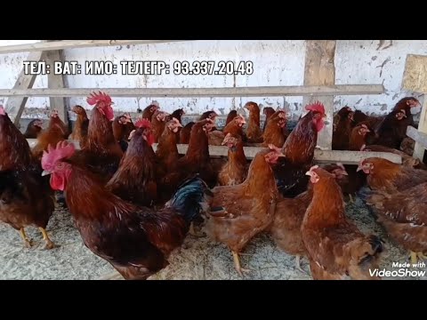 Видео: Чучаи Ломан-браун 2-моха фуруши 07.11.2025 мархамад 