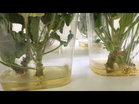 Видео: Лучшее укоренение Пеларгонии