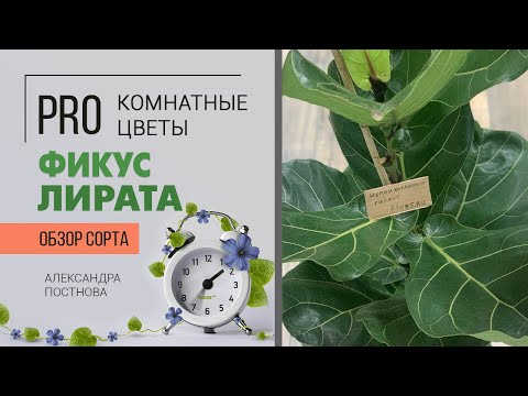 Видео: Фикус Лирата - большой брат фикуса Лирата Бамбино. Самый неприхотливый комнатный цветок.