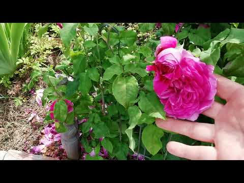 Видео: Розовые комнаты в саду. Розовый лабиринт. Плетистые Перпетуалли йорс, Жасмина, Ютерзен Клеттенрозе