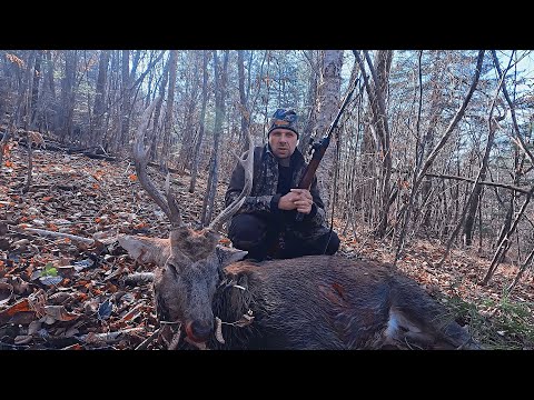 Видео: Охота на Оленя.\\ Трофейный Олень.\\Октябрь.