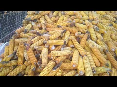 Видео: Сравнение гибридов кукурузы.
