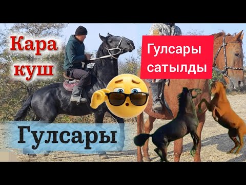 Видео: Гулсары&Кара куш 