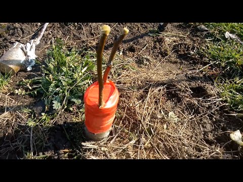 Видео: Як я щеплю грушу в розщіп ?