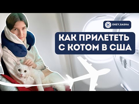 Видео: КАКИЕ ДОКУМЕНТЫ НУЖНЫ ДЛЯ ПЕРЕЛЕТА С КОТОМ В США // Сколько стоит взять питомца в США