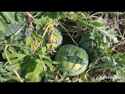 Видео: Обзор дачи в конце августа. Снова жара!