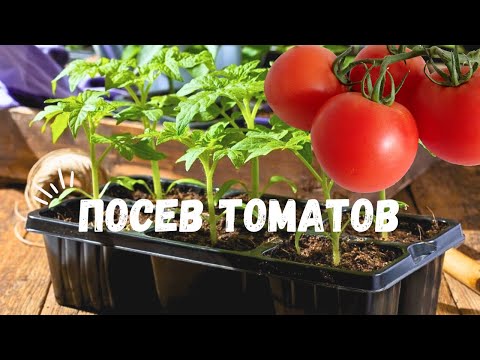 Видео: Рассада НА ПРОДАЖУ/ Посеяла ТОМАТЫ/ Показываю СОРТА, которые выбрала НА ЭТОТ СЕЗОН