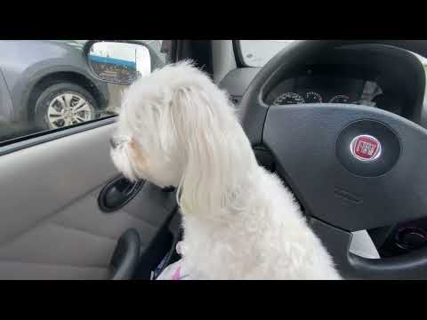 Видео: Молли везде со мной🐶Вот что значи собака -компаньон 😉👍#мальтеземолли #иринаимолли