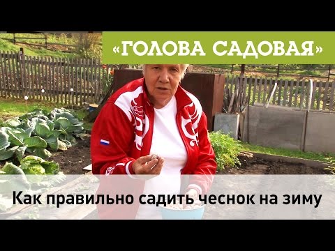 Видео: Голова садовая - Как правильно садить чеснок на зиму