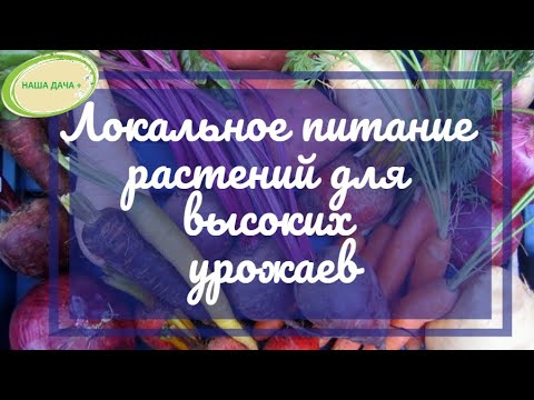 Видео: Локальное питание растений. Что добавлять растениям  в лунку для высоких урожаев. Гусар Любовь.
